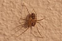 Scytodes thoracica