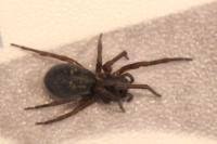 Amaurobius