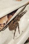 Zoropsis spinimana