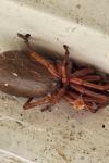 Dysdera
