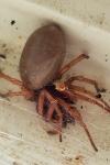 Dysdera