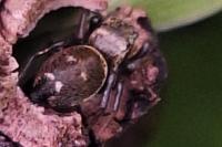 Heliophanus tribulosus