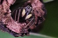 Heliophanus tribulosus