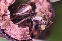 Heliophanus tribulosus