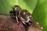 Heliophanus tribulosus