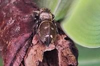 Heliophanus tribulosus