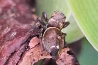 Heliophanus tribulosus