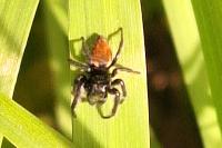 Carrhotus xanthogramma