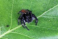 Carrhotus xanthogramma