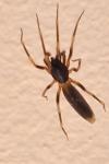 Harpactea hombergi