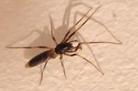 Harpactea hombergi