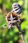 Agalenatea redii