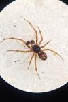 Steatoda bipunctata