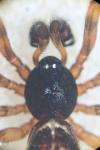 Steatoda bipunctata