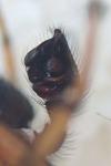 Steatoda bipunctata
