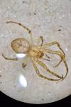 Metellina segmentata