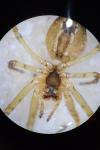 Metellina segmentata
