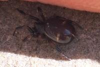 Asagena phalerata