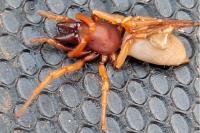 Dysdera crocata