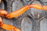 Dysdera crocata