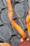 Dysdera crocata