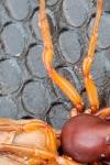 Dysdera crocata