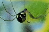 Neriene radiata