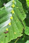 Eriophyes inangulis