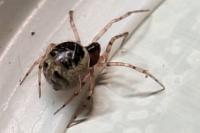 Sardinidion blackwalli