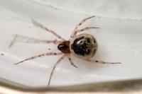 Sardinidion blackwalli