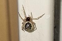 Sardinidion blackwalli