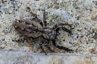 Marpissa muscosa