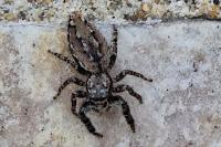 Marpissa muscosa