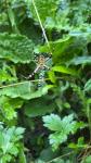 Argiope bruennichi