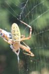 Argiope bruennichi