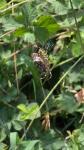 Argiope bruennichi