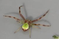Ebrechtella tricuspidata