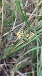 Argiope bruennichi