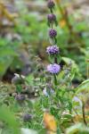 Mentha pulegium
