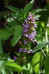 Stachys palustris