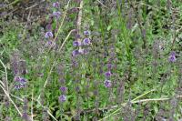 Mentha pulegium