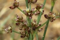 Juncus articulatus