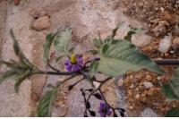 Solanum dulcamara