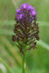 Anacamptis pyramidalis