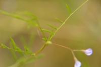 Ervum tetraspermum