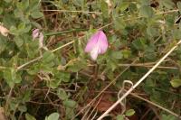 Ononis spinosa