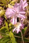 Saponaria officinalis