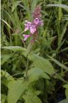 Stachys palustris