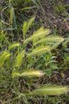 Hordeum murinum