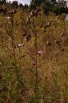 Cirsium arvense